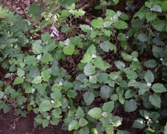 Pericallis appendiculata image