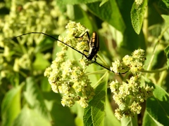 Sphaenothecus trilineatus