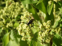 Sphaenothecus trilineatus