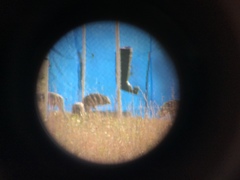 Antigone canadensis pulla