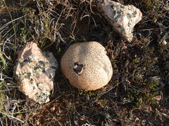 Scleroderma texense