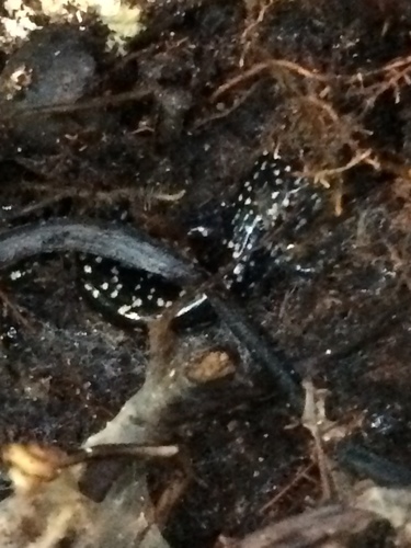 Plethodon grobmani