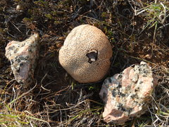 Scleroderma texense