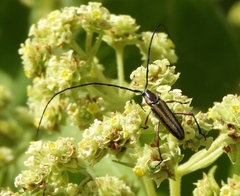 Sphaenothecus maccartyi