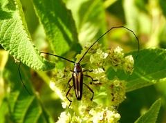 Sphaenothecus maccartyi