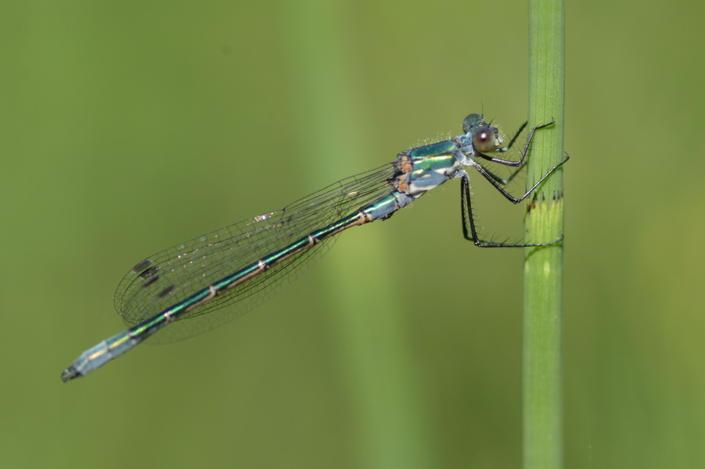 Emerald Spreadwing (Dragonflies and Damselflies of California ...