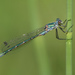 Emerald Spreadwing - Photo (c) Cameron Eckert, some rights reserved (CC BY-NC), uploaded by Cameron Eckert