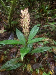 Aspidogyne boliviensis