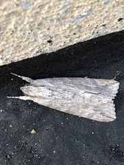 Melipotis acontioides