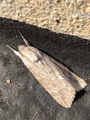 Melipotis acontioides