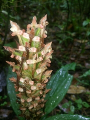 Aspidogyne boliviensis