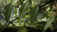Aristolochia ovalifolia