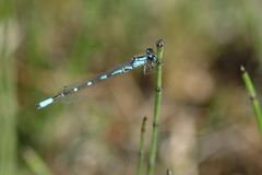 Coenagrion interrogatum