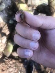 Petrolisthes cabrilloi