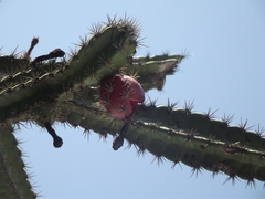 Stenocereus standleyi