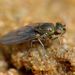Shore Flies - Photo (c) Steve Kerr, some rights reserved (CC BY)