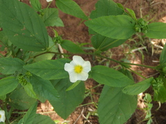 Sida cuspidata