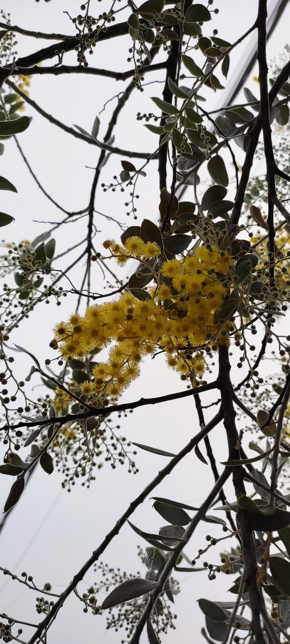 Acacia podalyriifolia