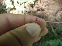 Boerhavia gracillima