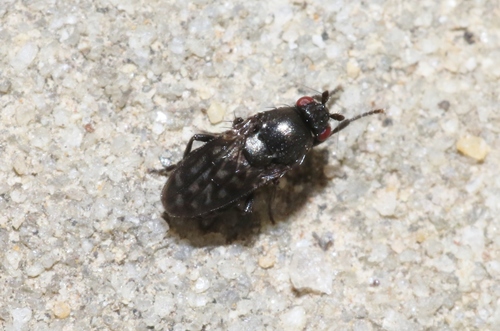 Genus Biroina · iNaturalist