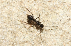 Prolasius