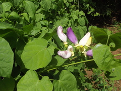 Amphilophium paniculatum