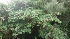 Ficus microcarpa microcarpa