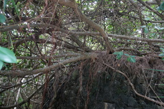 Ficus microcarpa microcarpa