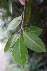 Ficus microcarpa microcarpa