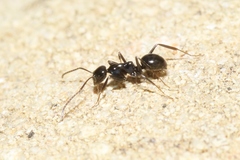 Prolasius