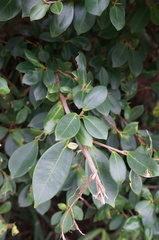 Ficus microcarpa microcarpa