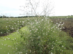 Kosteletzkya depressa