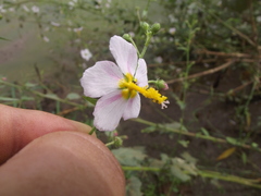 Kosteletzkya depressa