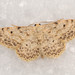Idaea camparia - Photo (c) Paolo Mazzei, some rights reserved (CC BY-NC), uploaded by Paolo Mazzei