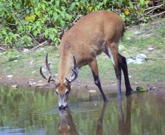 Marsh Deer photo 3