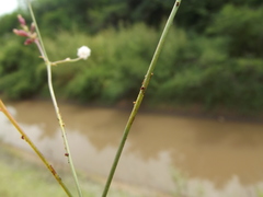 Boerhavia xantii