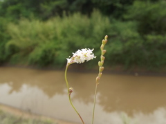 Boerhavia xantii