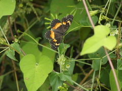 Chlosyne lacinia crocale