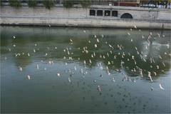 Columba livia domestica