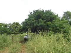 Ebenopsis caesalpinioides