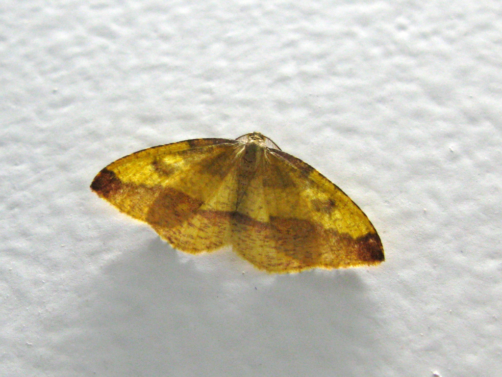 Heterolocha laminaria