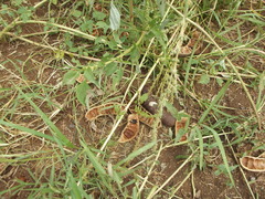 Ebenopsis caesalpinioides