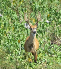 Marsh Deer photo 4