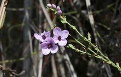 Tetratheca labillardierei