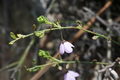 Tetratheca labillardierei