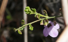 Tetratheca labillardierei