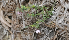 Tetratheca labillardierei