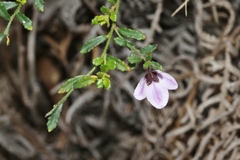 Tetratheca labillardierei