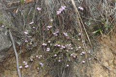 Tetratheca labillardierei