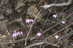 Tetratheca labillardierei